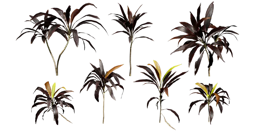 purple cordyline 001 — Скачать