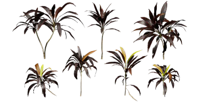 purple cordyline 001 — download