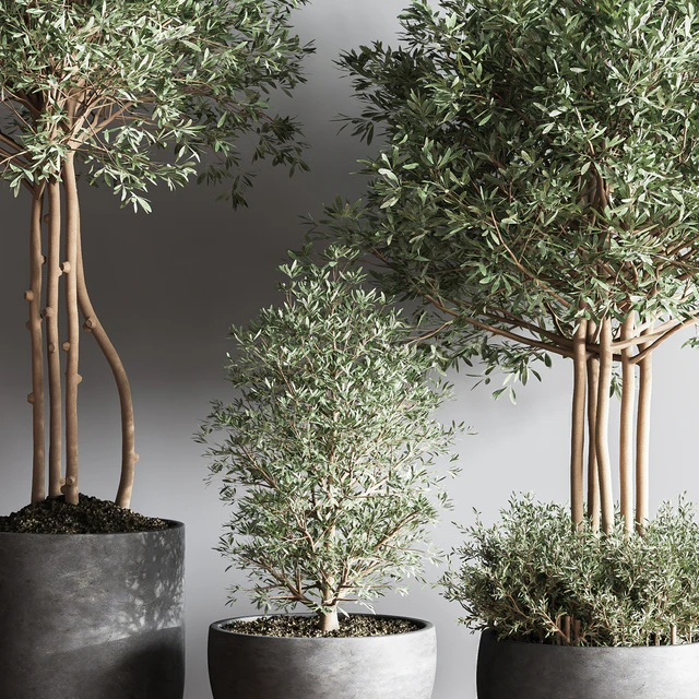 Indoor Plant Set12 — Скачать