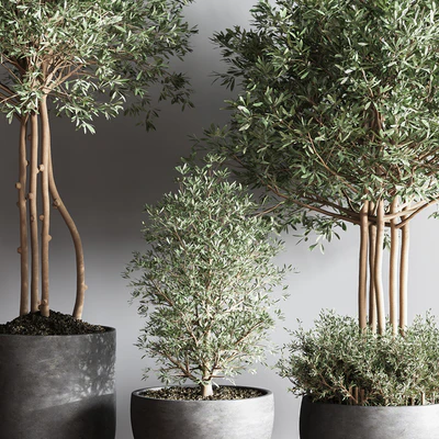 Indoor Plant Set12 — Вид 3