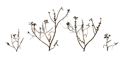 blue lupin 002 — download