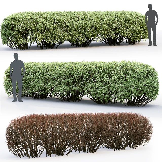 Дерен белый Элегантиссима | Cornus Alba Elegantissima hedge #2 — Скачать