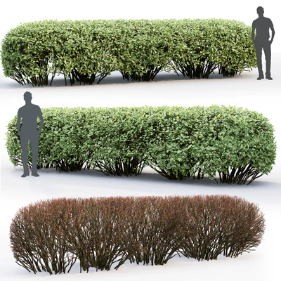 Дерен белый Элегантиссима | Cornus Alba Elegantissima hedge #2 — Вид 2