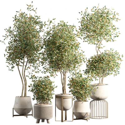 indoor plant 294 — descargar