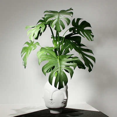 Monstera vase DORA MAAR by Jonathan Adler — Descargar