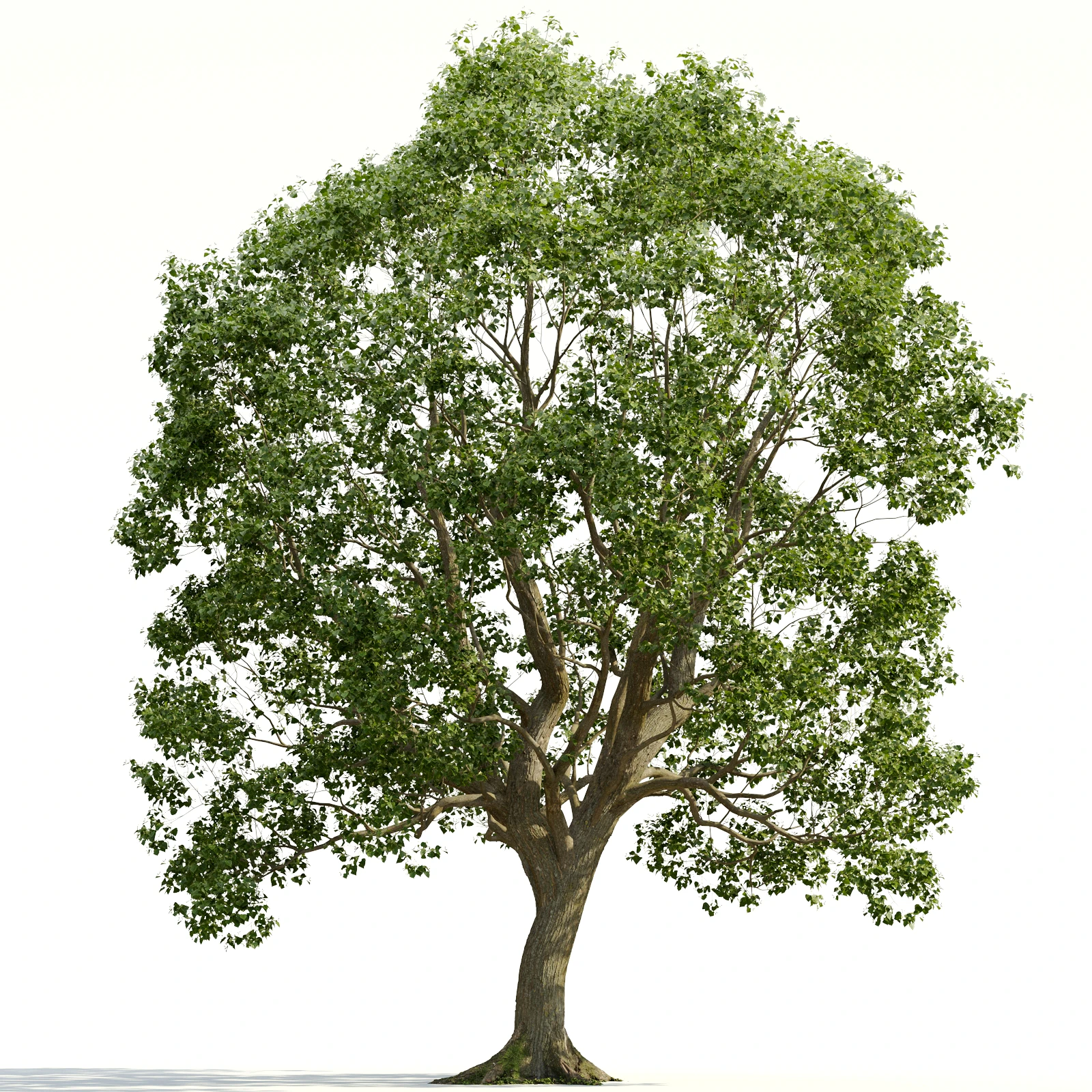 trees and barks 024 — Descargar