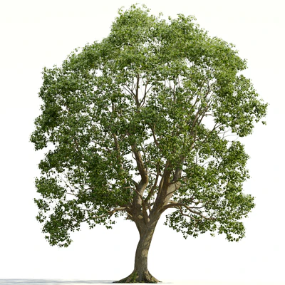 trees and barks 024 — Descargar