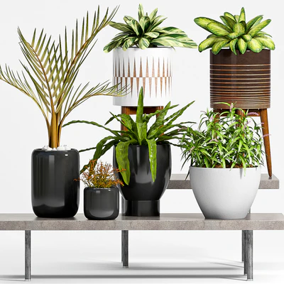 PLANT -50 — Ver 1