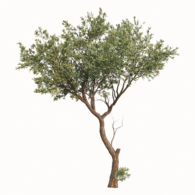 Set of Fruitless Olive Trees (Olea Europaea) (2 Trees) — Descargar