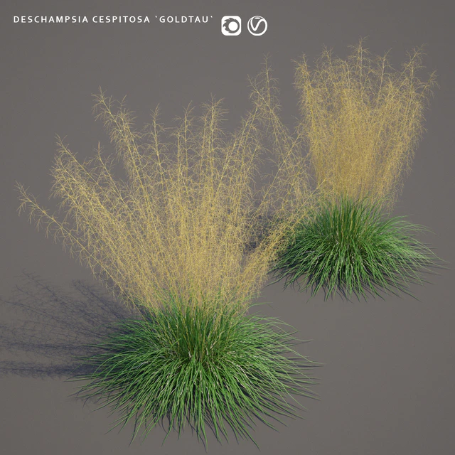 Pike turfy Lugovik | Deschampsia cespitosa goldtau — Descargar