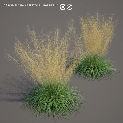 Pike turfy Lugovik | Deschampsia cespitosa goldtau — Ver 1