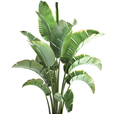 Strelitzia and banana bush in a metal vase and pot in the loft style, ravenala. 1111. — Ver 2