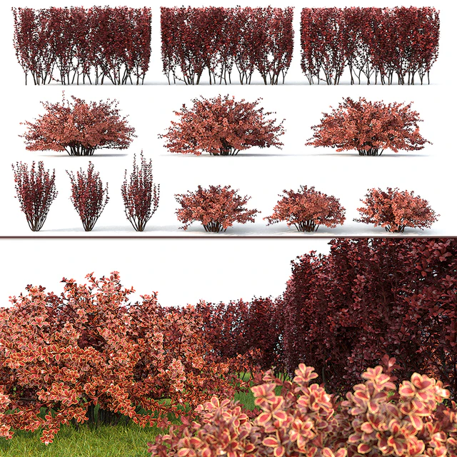 Berberis thunbergii 1 — Descargar