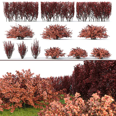 Berberis thunbergii 1 — Ver 1