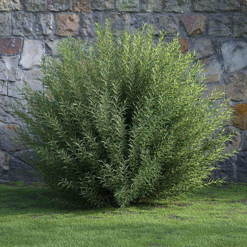 plants and bushes 035 — Descargar