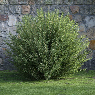 plants and bushes 035 — Descargar