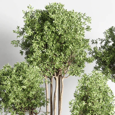 Collection indoor outdoor plant 145 plant tree vase dirty concrete — Вид 3