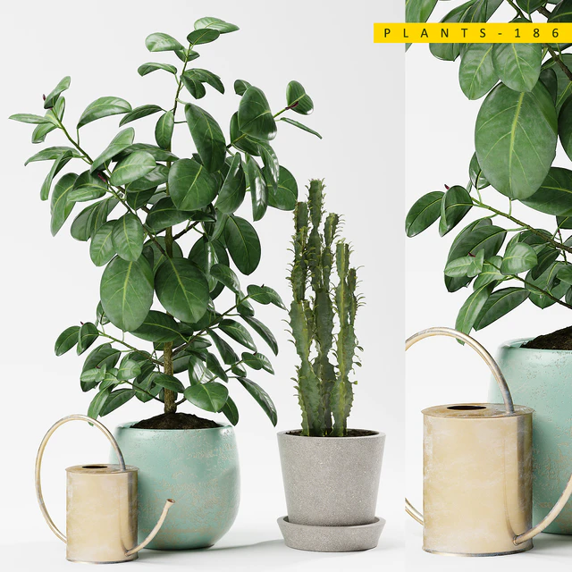 PLANTS 186 — Download