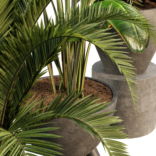 bamboo-Censoria-Indoor plant set 01 — Скачать