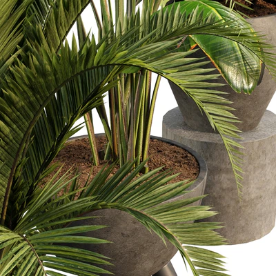 bamboo-Censoria-Indoor plant set 01 — Вид 2