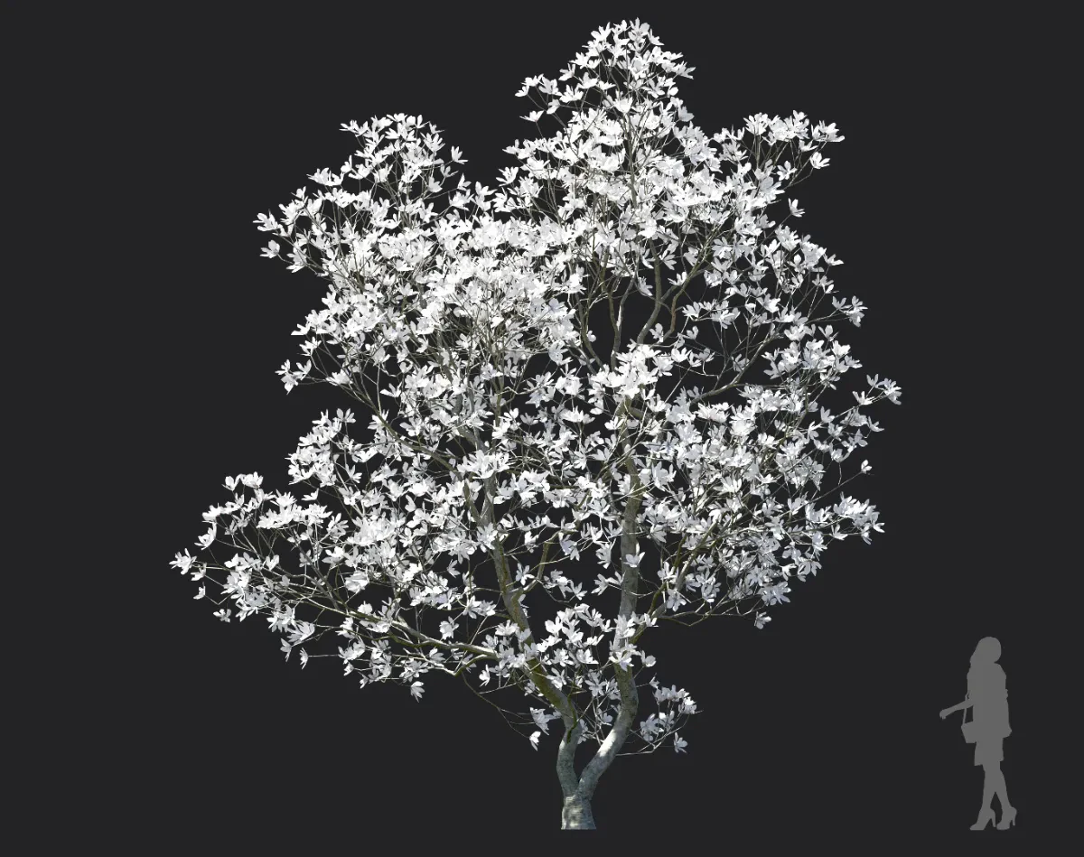 magnolia officinalis 006 — Скачать