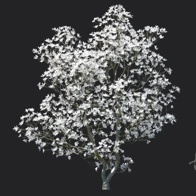 magnolia officinalis 006 — download