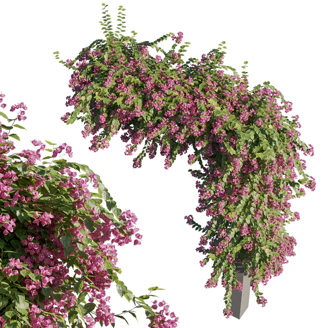 Bougainvillea — Descargar