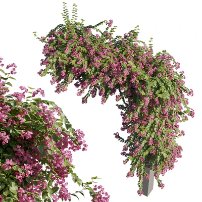 Bougainvillea — Ver 2