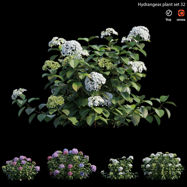 Hydrangea Plant set 32 — Скачать