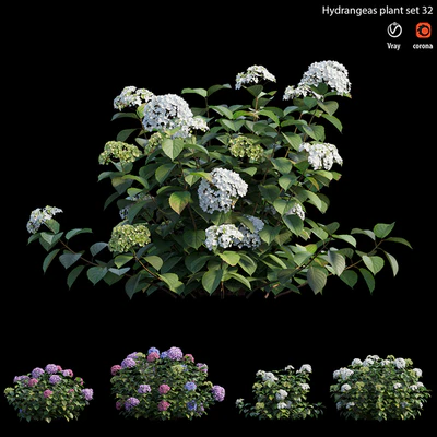 Hydrangea Plant set 32 — Вид 3