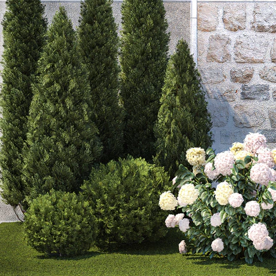 Collection of plants garden with bushes and trees for landscape design with thuja, cypress, flowering Hydrangea white. Set 1378. — Ver 2