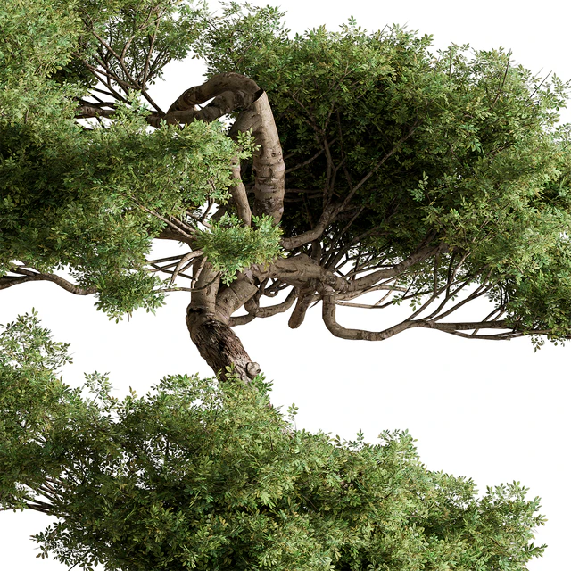 indoor Plant 626 - Bonsai Plant — Descargar