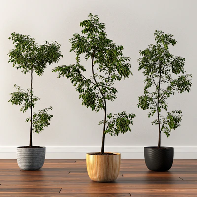 Ficus Silk Tree — Descargar