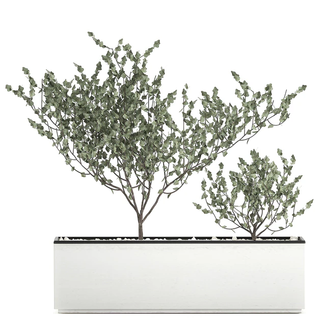 Collection of plants in outdoor white potted flower beds with tree, grass, Sansevieria. Set 585. — Descargar