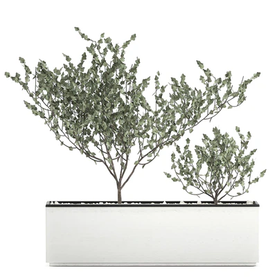Collection of plants in outdoor white potted flower beds with tree, grass, Sansevieria. Set 585. — Ver 2