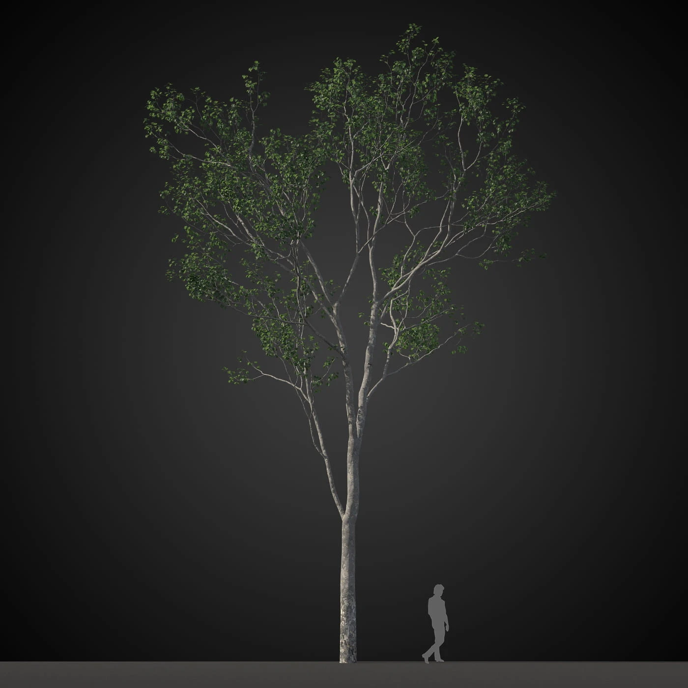 trees 013 — Скачать