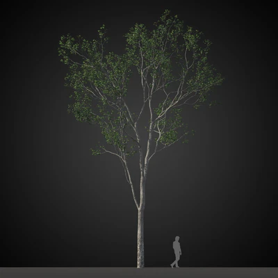 trees 013 — Скачать