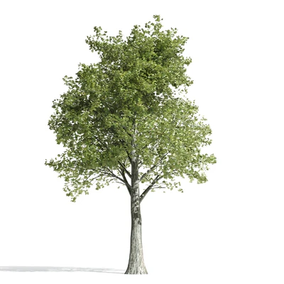 High quality katsura tree — Ver 3