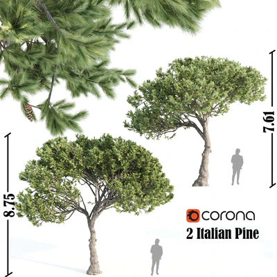 2 Italian pine corona — Вид 1