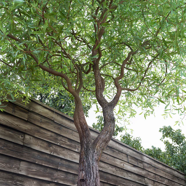 Willow Matsudana Tortuoza (Salix matsudana Tortuosa) — Descargar