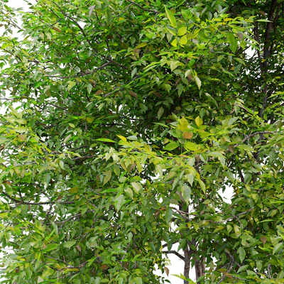 Fraxinus mandshurica — Вид 2