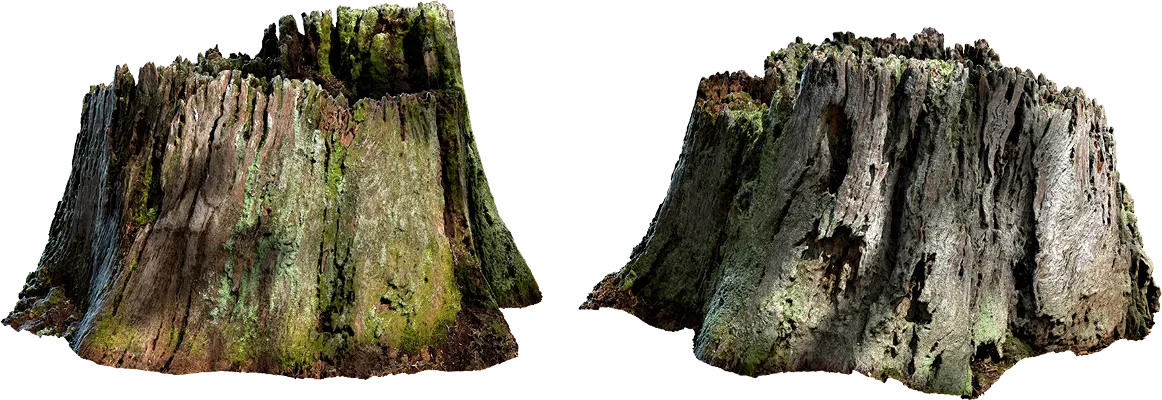 mossy tree stump 002 — Скачать