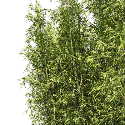 2 Bamboo Clusters — Ver 2