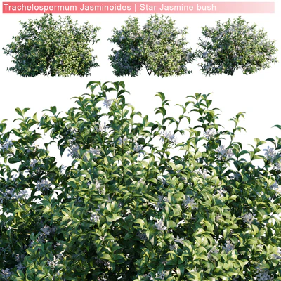 Trachelospermum Jasminoides | Star jasmine bush — Ver 1