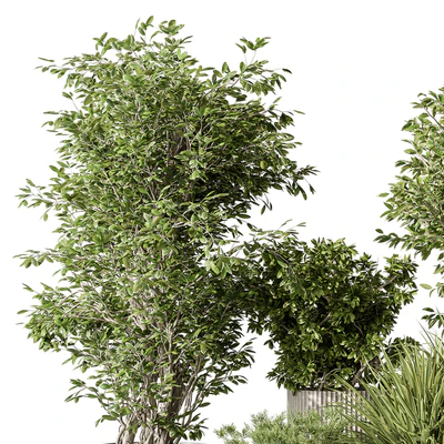 Indoor Plant 532 -Tree in Pot — Вид 2