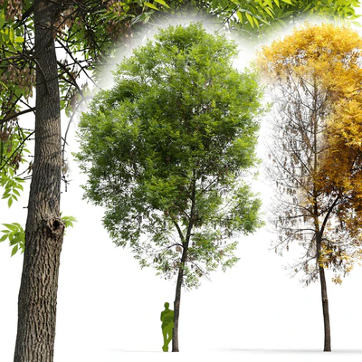 Ash-tree / Fraxinus #6 — Ver 3