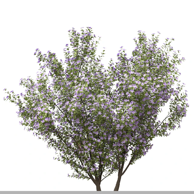 Set of Tibouchina Semidecandra Plant ( Princess flower ) ( 3 Plants ) — Descargar