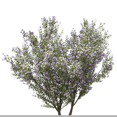 Set of Tibouchina Semidecandra Plant ( Princess flower ) ( 3 Plants ) — Ver 2