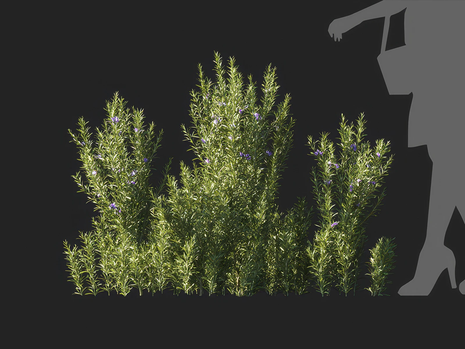 salvia rosmarinus 004 — Скачать