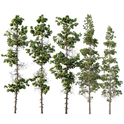 Pinus Palustris and Sphaeropteris Lepifera — Ver 1